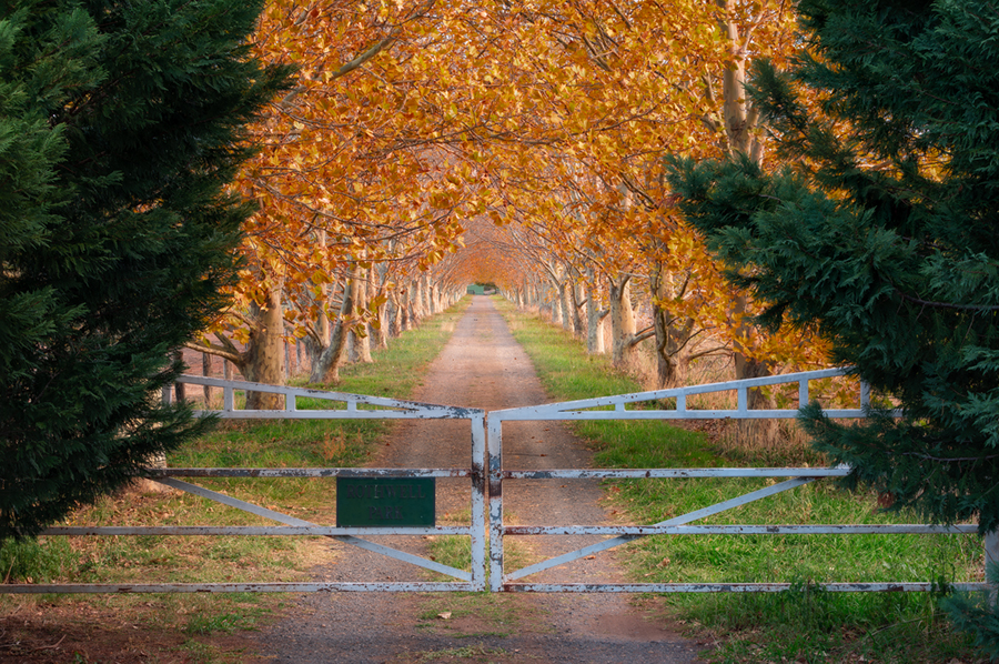 Autumn_Row900.jpg