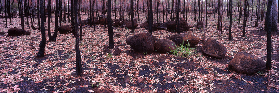 Burnt_Forest.jpg