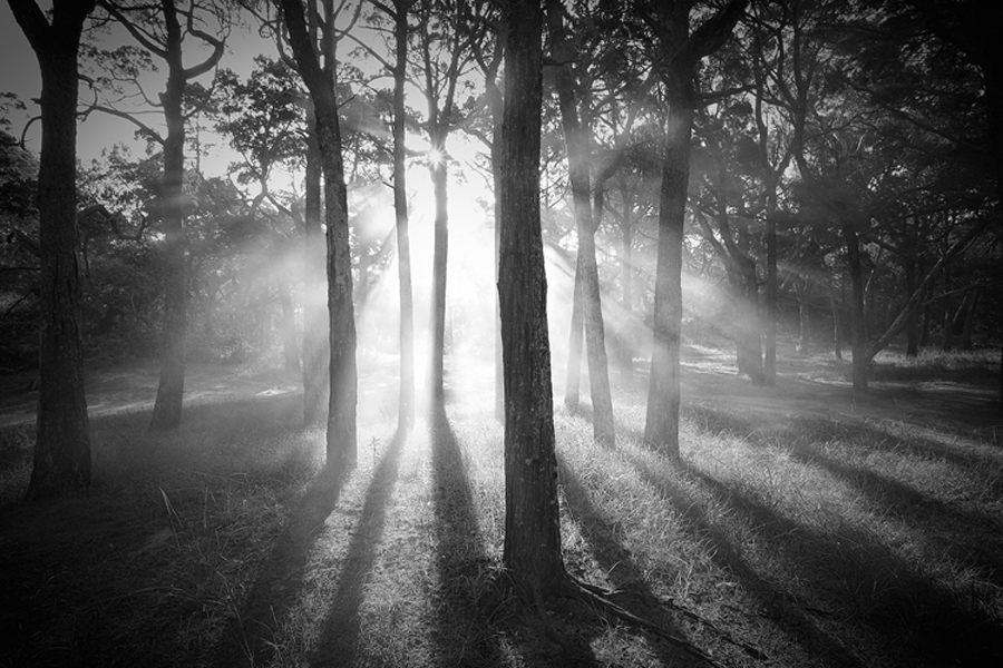 Darkoflight500.jpg