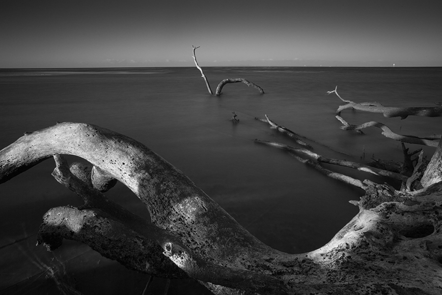 Driftwood2500_1.jpg