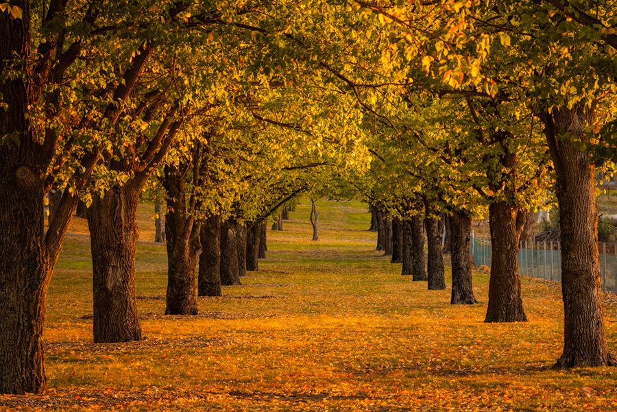 Elm_Avenue.jpg