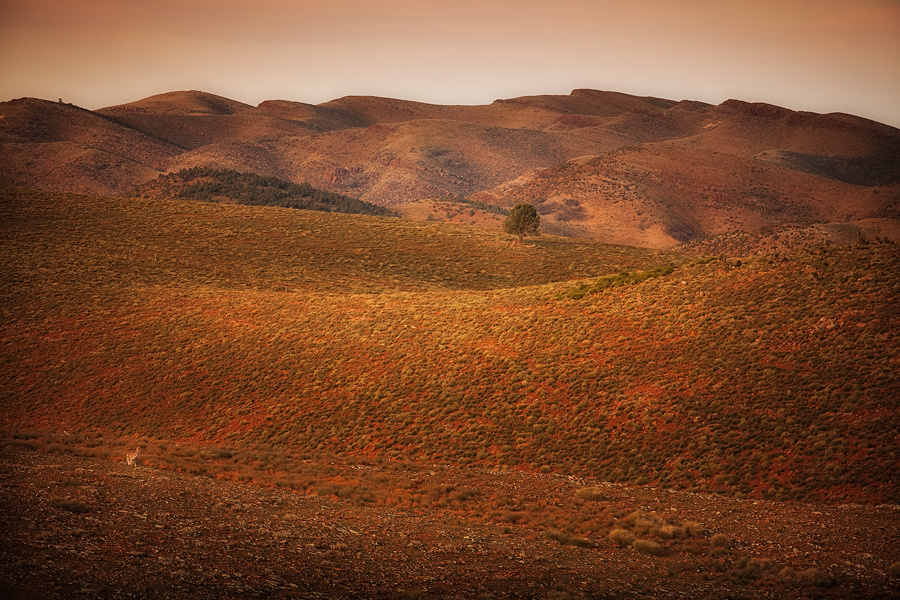 Flinders_Hill_and_Roo500.jpg