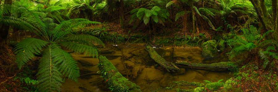 Forgotten_Forest.jpg