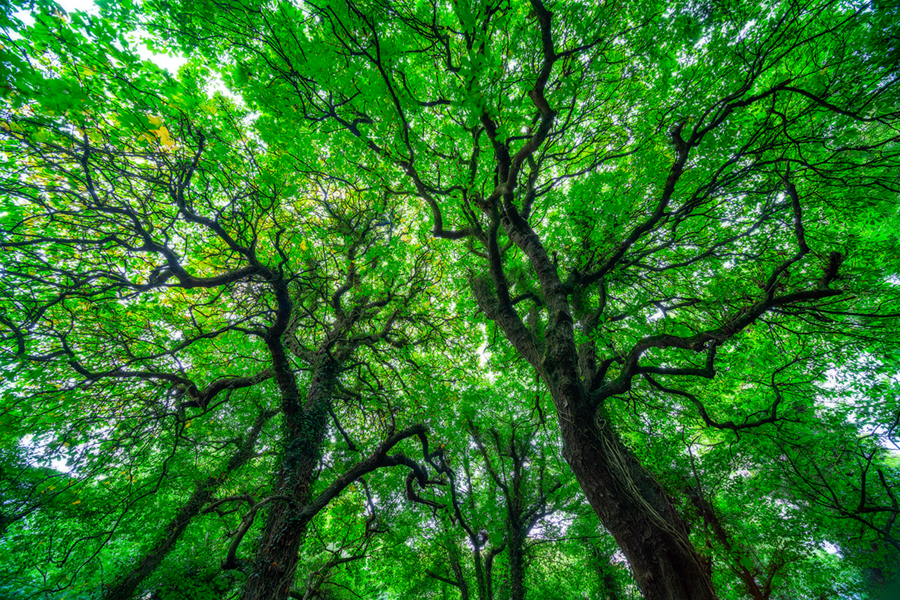 IntotheTrees900.jpg