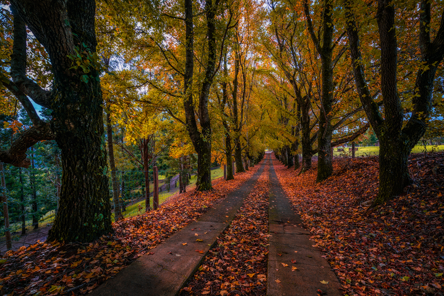 Maleny_Autumn.jpg