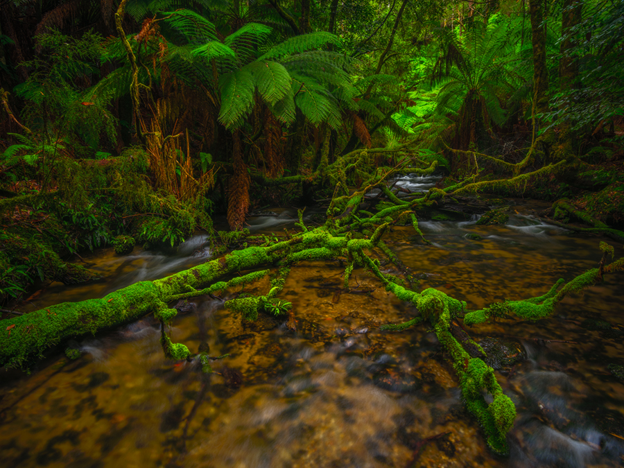 Moss_Garden.jpg