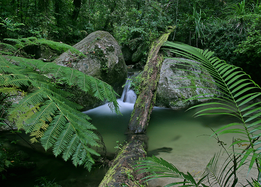 Mossman_Forest.jpg