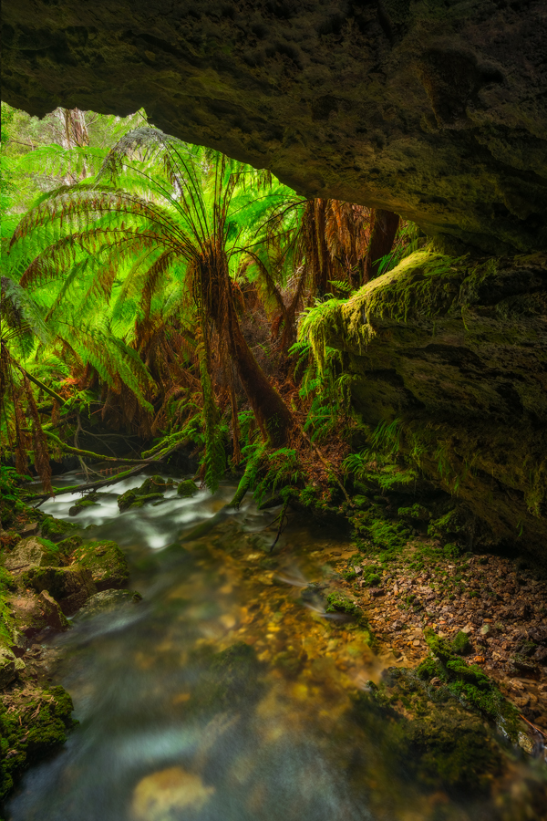 Rainforest_Cave.jpg