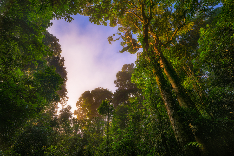 Rainforest_Glow.jpg