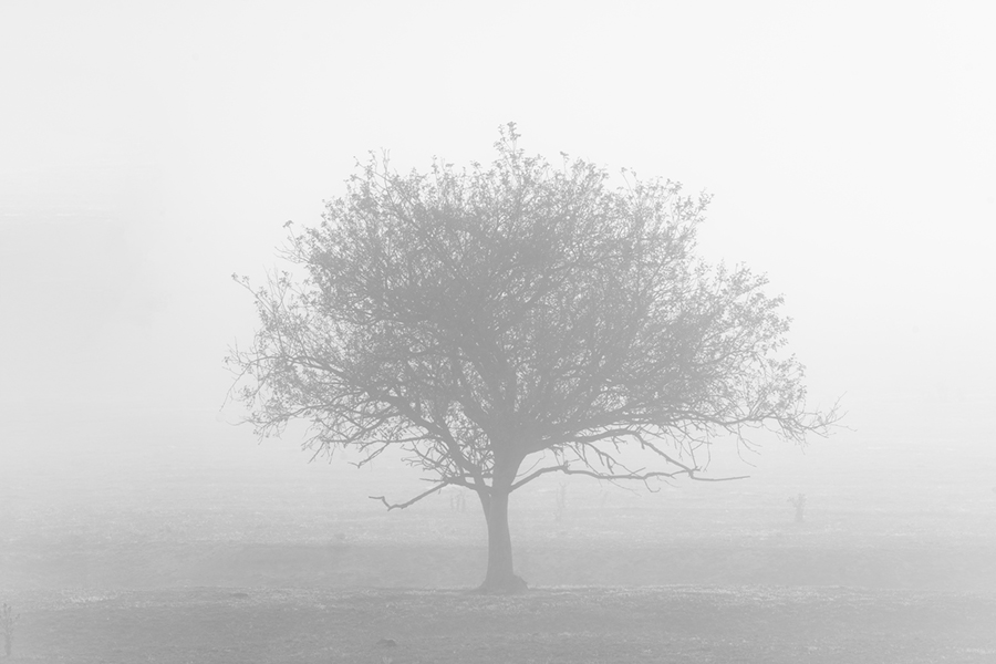 Silent_Mist.jpg
