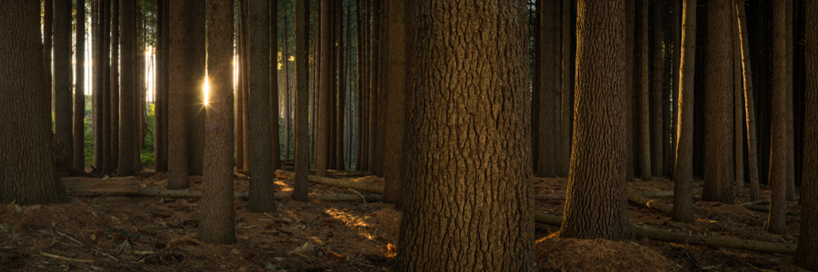 SugarPines900.jpg