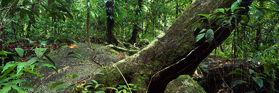 bm_38_enchanted_forest_1.jpg