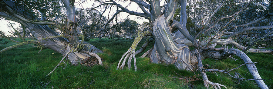 bm_62_Secret_Forest.jpg