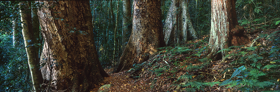 bm_67_Forest_Giants.jpg