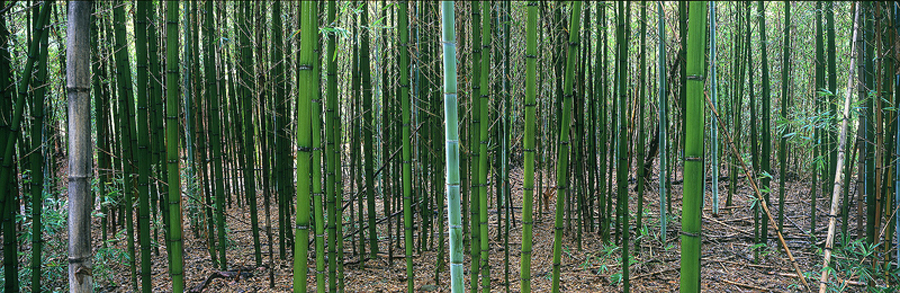 bm_79_Bamboo.jpg