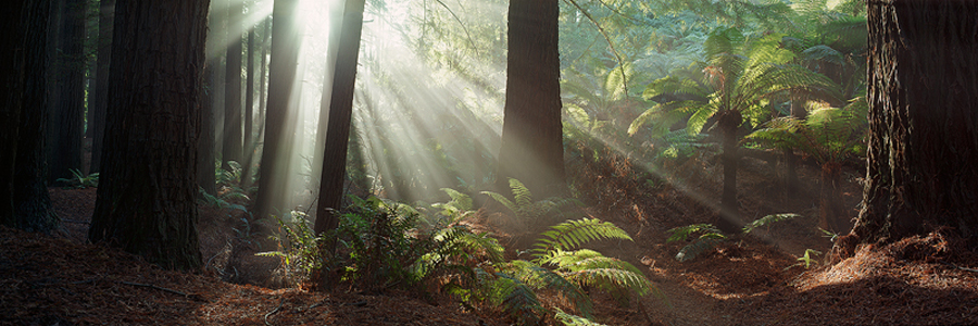 bm_93_redwood_forest.jpg