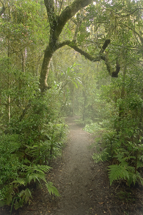 borderrangesforestb.jpg