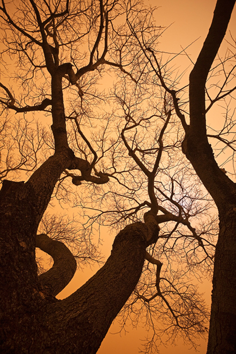 duststormtreesB.jpg