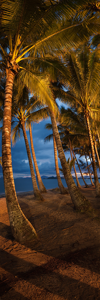 palmcove600b.jpg
