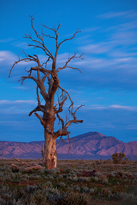 Afterglow__Fliners_Ranges.jpg