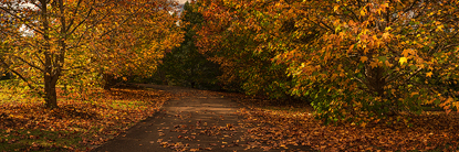 Autumn_in_Maleny500.jpg