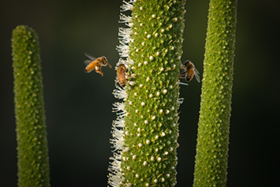 Bees_Final.jpg