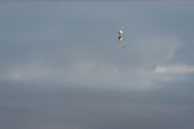 Bird_in_the_Mirror500.jpg