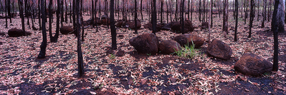 Burnt_Forest.jpg