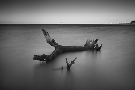 Driftwood500.jpg