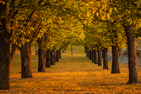 Elm_Avenue.jpg