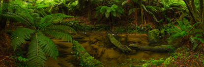 Forgotten_Forest.jpg