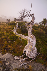 High_Country_Relic900.jpg