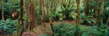 Hopeton_forest.jpg