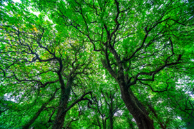 IntotheTrees900.jpg