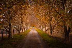 Lane_of_Colour.jpg