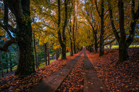 Maleny_Autumn.jpg
