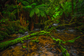 Moss_Garden.jpg