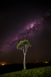 OneTreeUndertheStars.jpg