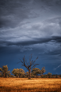 Outback_Relic.jpg