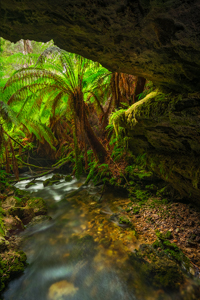 Rainforest_Cave.jpg
