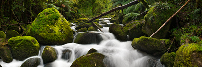 Rainforest_Flow.jpg