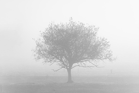 Silent_Mist.jpg