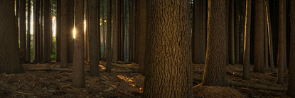 SugarPines900.jpg