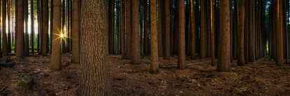 SugarPinesSunrise900.jpg
