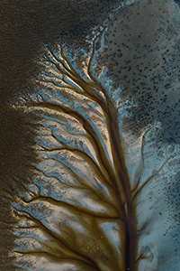 Teatree.jpg
