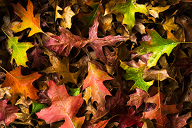 autumnsalad500.jpg