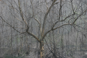 bm_05_downpour.jpg