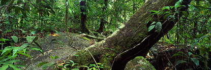 bm_38_enchanted_forest_1.jpg
