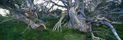 bm_62_Secret_Forest.jpg