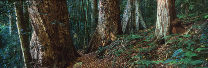 bm_67_Forest_Giants.jpg
